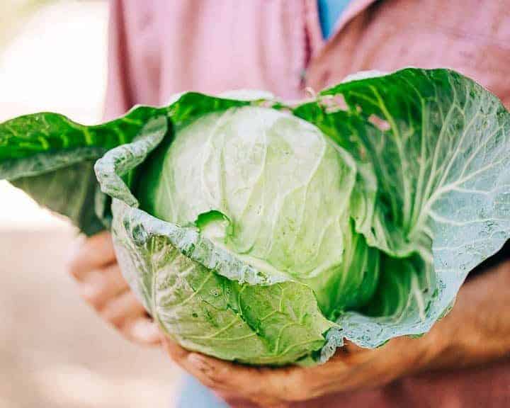 Fresh Lettuce - Prelude Farm to Fork Restaurant in Sacramento